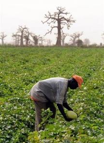 Afrique: les bailleurs de fonds invités à investir dans l'agriculture -  NOUAKCHOTT
