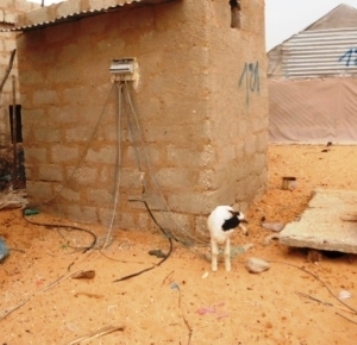 Nouakchott : les niches et les poteaux électriques sèment la panique