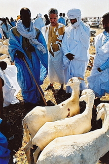 Aid Fitr-Mauritanie: Les prix du mouton en hausse