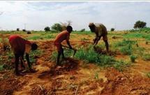 Production céréalière: une chute de 52% en Mauritanie (OCHA)