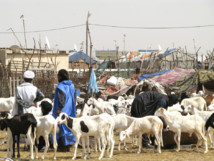 La Tabaski sera célébrée vendredi en Mauritanie