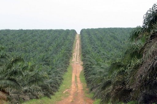 Huile de palme: les Africains se mobilisent contre le "dénigrement"