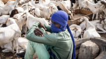 À Dakar, les émeutes meurtrières brident l'arrivée des moutons de Tabaski