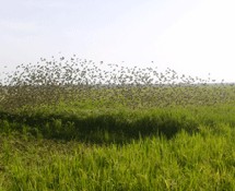 Vaste opération de lutte contre les oiseaux granivores en Mauritanie  