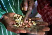 Un vendeur de graines d'arachide dans la région de Kaolack, au Sénégal, le 11 décembre 2007