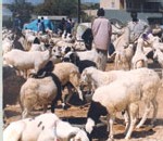 Podor : Les moutons de la Mauritanie envahissent le département