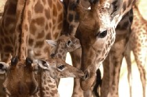 Niger: Kouré, sanctuaire des dernières girafes d'Afrique de l'Ouest