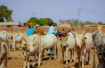 Vol de bétail au Sénégal : le troupeau trahi de l’intérieur (enquête)