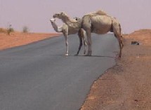 Construction de la route Rosso-Boghé: Le député Ould Moine interpelle le Premier Ministre sur des marchés douteux  