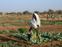 Mauritanie : Agriculture 600 millions de F CFA de la FAO