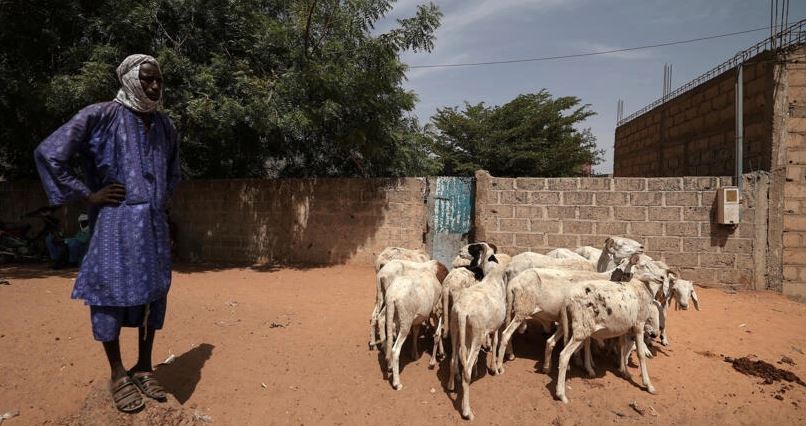 Tabaski 2023 : derniers préparatifs, à la recherche du mouton !