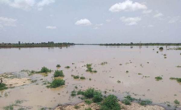 Montée des eaux du fleuve Sénégal : Toute la zone du Dandé Mayo sud touchée