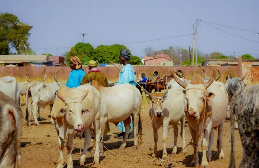 Vol de bétail au Sénégal : le troupeau trahi de l’intérieur (enquête)