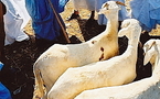 Aid Fitr-Mauritanie: Les prix du mouton en hausse