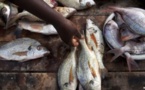 La pêche illicite fait des ravages en Afrique de l'Ouest "audio"