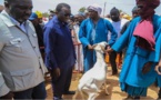 Sénégal - Tabaski : Amadou Ba constate un excédent de 20.000 moutons à 12 jours de la fête