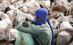 À Dakar, les émeutes meurtrières brident l'arrivée des moutons de Tabaski