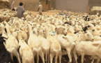 Mauritanie : transport, entretien et alimentation engraissent le prix du mouton